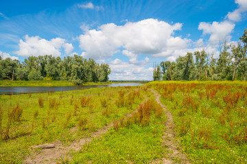 Obraz premium The shore of a lake in summer