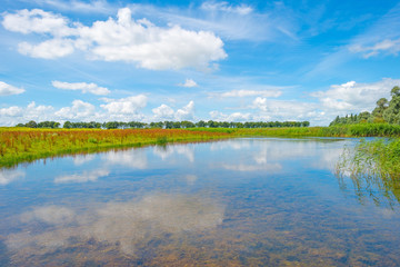 The shore of a lake in summer