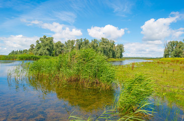 The shore of a lake in summer