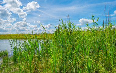 The shore of a lake in summer