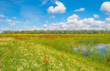Obraz premium The shore of a lake in summer