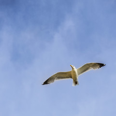 Möwe im Flug