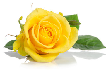 beautiful yellow rose isolated on white background