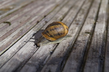 Weinbergschnecke auf Holzkiste 