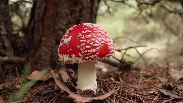 Seta  Amanita Muscaria al lado de un troco de pino