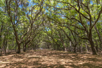Canopy of old live oak trees draped in spanish moss.