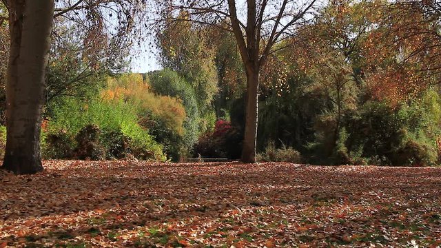 Hojas Cayendo en un Parque en Oto&ntilde;o al lado de un Lago
