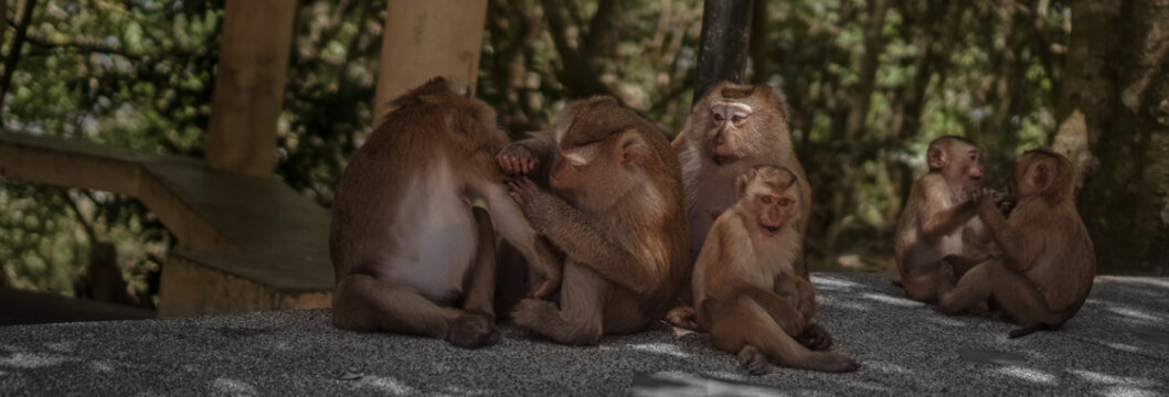 Asian monkey family with its baby having fun from Thailand