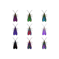 vector color beetle
