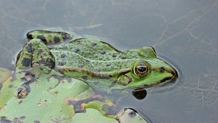 Teichfrosch (Pelophylax esculentus) an Seerosenblatt