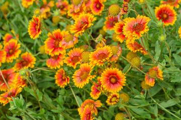 Yellow red flowers