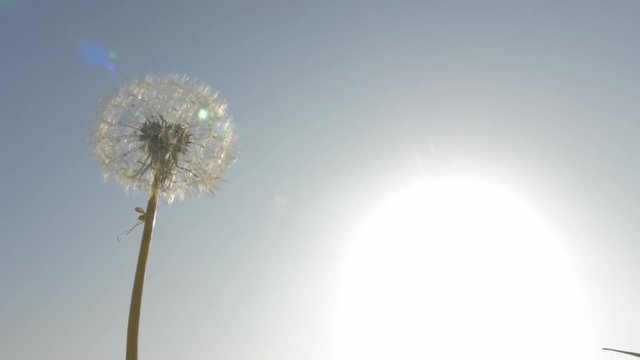 Dandelion flower on the wind 4K 2160p UHD footage - Dandelion against the sun 4K 3840X2160 UHD video 

