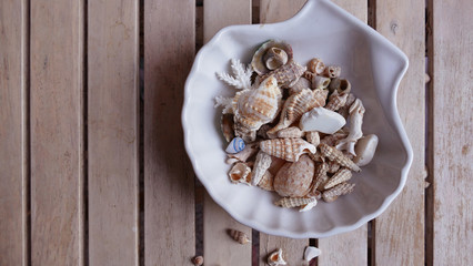 Beautiful white summer shell