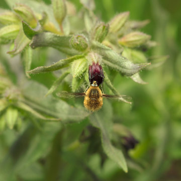 Bee-fly on flower