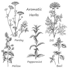 Hand drawn aromatic herbs. - obrazy, fototapety, plakaty