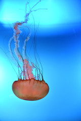 Big jellyfish 