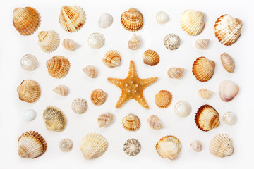 composition of exotic sea shells and starfish on a white background.
