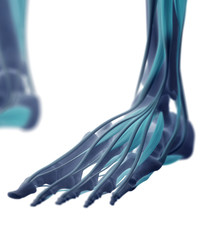 Human muscular system. Xray like image. 3D illustration.