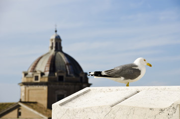 enjoying sightseeings