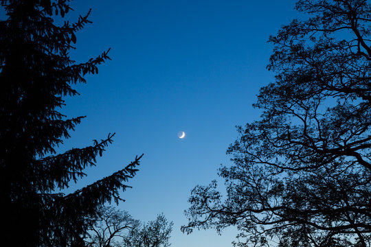 Fototapeta A moon at night between trees in the area around Bramki, a village in the administrative district of Gmina Błonie, within Warsaw West County, in east-central Poland  