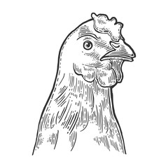 Head Chicken. Vintage vector engraving illustration for poster, web. Isolated on white background