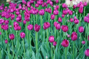Beautiful purple tulips flowerbed closeup. Flower background