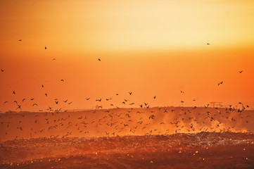 Birds over a garbage landfill at sunset.