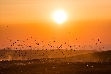 Birds over a garbage landfill at sunset.
