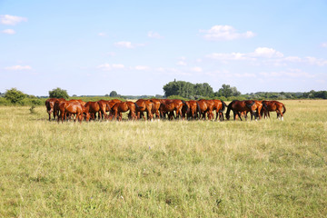 Herd of gidran horses eating fresh green grass summertime