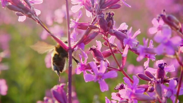 Bumblebee collects nectar from pink flowers, slow motion