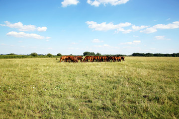 Purebred chestnut foals and mares eating fresh green grass on the meadow