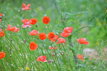 Coquelicots