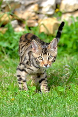 Chat de Bengale dans l'herbe