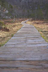 Fototapeta premium Wooden bridge over the swamp