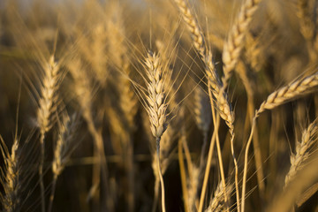Fototapeta premium wheat