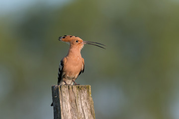 Hoopoe in flight (Upupa epops). © szczepank