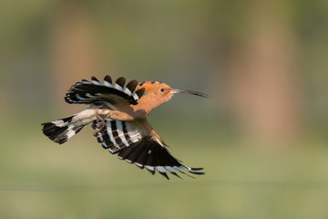 Hoopoe in flight (Upupa epops).
