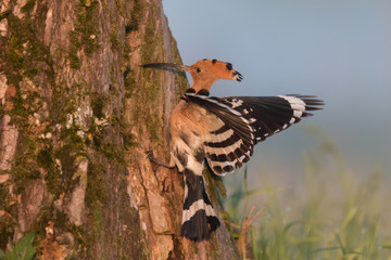 Hoopoe in flight (Upupa epops). © szczepank
