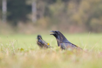 Birds - Common Raven (Corvus corax) - obrazy, fototapety, plakaty