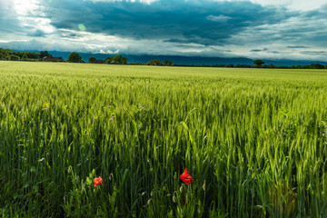 Champs de blé jussy