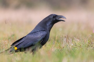 Birds - Common Raven (Corvus corax)