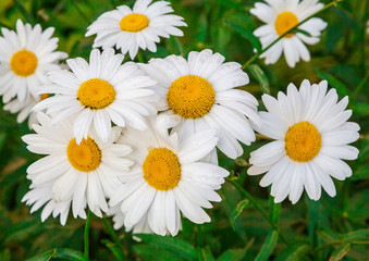 Fototapeta premium white chamomile flowers