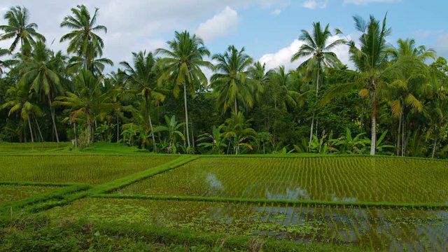Gentle breeze stirs the tops of coconut pams over a lowland rice paddy on a farm in Bali, Indonesia. Video 4k