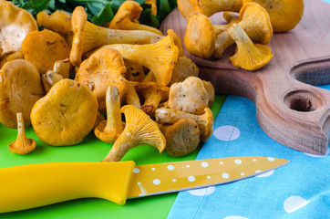 The harvest of forest mushrooms chanterelles on the table.