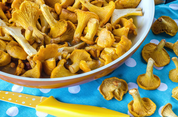 Chanterelles in a frying pan on the table.