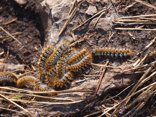 chenille processionnaire du pin