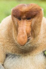 Naklejka premium Proboscis monkey, male. Sanctuary in Labuk bay, Borneo.