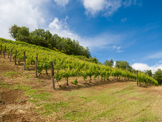 Fototapeta na wymiar vineyard with a lot of lush grapevines in italian hills