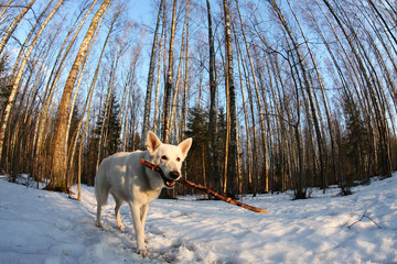 White Swiss shepherd dog