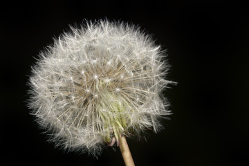 Dandelion Blowball Cutout